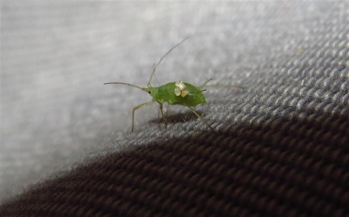 Aphididae:  cfr. Macrosiphum euphorbiae